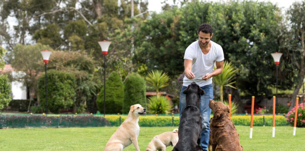 California Canine Training Experts: Elevating Dog Training in Harden Manor County